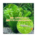 (めだか)(水草)メダカ・金魚藻 国産 アナカリス(無農薬)(5本)+黒メダカ(6匹)