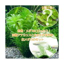(めだか)(水草)メダカ・金魚藻 国産 アナカリス(無農薬)(5本)+おまかせ浮き草3種+白メダカ(6匹)
