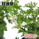 (観葉植物)ハーブ苗 カレンソウ(蚊連草・蚊嫌草) 3号(5ポット) 家庭菜園 虫除け植物