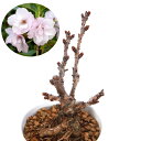 (山野草)盆栽 サクラ(桜) 旭山桜 3.5号~(1ポット)