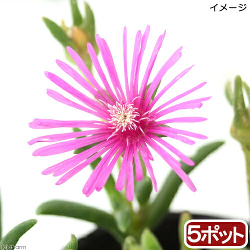 グランドカバーに最適！耐寒性マツバギク　3号商品サイズ（約）●鉢ポット径　：　9cm※入荷状況や生長度合いにより高さは異なります。画像はあくまでも目安としてご覧下さい。鉢の種類ビニールポット学名Delosperma cooperi分類ツルナ科マツバギク属園芸分類耐寒性多年草（落葉〜常緑）原産地南アフリカ開花時期4月〜7月置き場所直射日光によく当たる場所で栽培します。地植えであれば放任で栽培できます。水やり表土が乾いたらたっぷりと与えます。水やりは朝早くか夕方頃に行います。気温の高い日中は蒸れの原因となるので避けて下さい。肥料3月〜5月に緩効性の固形肥料を、6月〜10月には液体肥料を定期的に施します。注意※画像はイメージです。お届け時期により草丈や花の有無は異なります。入荷ロットによりポットサイズやボリュームは変化する場合がございます。ガーデニングの用語一覧葉水（はみず）⇒霧吹きで葉に水を吹きかけること。空中湿度を保ったり、葉の温度を下げるなどの目的で行う。元肥（もとごえ）⇒植物を植える際、あらかじめ用土に加えておく肥料のこと。追肥（ついひ）⇒植物を育てている途中で補給する肥料のこと。もしくはその肥料を補給すること。お礼肥（おれいごえ）⇒花を咲かせたり果実を収穫した後の、植物を回復させる為に与える肥料のこと。主に速効性化成肥料を用いることが多い。寒肥（かんごえ）⇒冬に農作物や庭木に施す肥料のこと。主に遅効性肥料（有機質肥料）を用い、休眠期に土中で分解させておくことで、春にちょうど良い 具合に効き始め効果が持続する。根腐れ（ねぐされ）⇒水や肥料を与えすぎたり、水はけが悪いなどの原因で根が腐ること。根腐れを起こした植物は、悪臭を放つ場合がある。葉やけ（はやけ）⇒直射日光の当てすぎで、葉が変色したり、枯れたりすること。短日処理（たんじつしょり）⇒暗期が一定時間より長くなると開花が促進される植物（短日植物）に、光の当たる時間を調整すること。苞（ほう）⇒葉が変形したもので、つぼみを包んでいた葉のこと。花を保護する役割がある。 … ガーデニング　育て方　育成方法　栽培方法　観葉植物　20180721　NT　y18m07　グランドカバー　マツバギク　デロスペルマ　クーペリ　タイカンセイマツバギク　松葉菊　這性、花嵐山、レイコウ・《セット用》（観葉植物）耐寒性マツバギク　3号（1ポット） 構成する商品内容は在庫状況により予告無く変更になる場合がございます。予めご了承下さい。