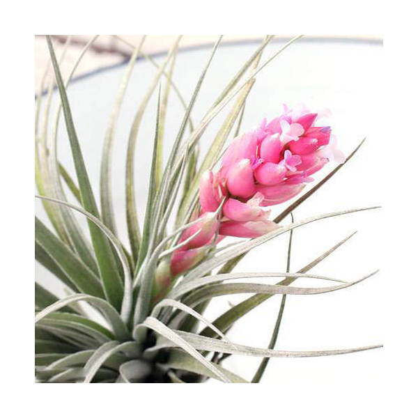 エアープランツチランジアコットンキ...