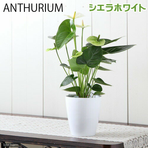 （観葉植物）アンスリウム シエラ・ホワイト 6号（1鉢）