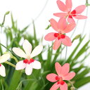 (山野草)花色おまかせ ヒメヒオウギ(姫檜扇)3号(1ポット)
