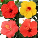 (観葉植物)ハイビスカス 花色おまかせ 4号(1鉢)