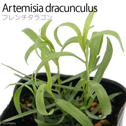 乐天商城 - （観葉植物）ハーブ苗　タラゴン　フレンチ　3号（1ポット）　家庭菜園　料理　ティー