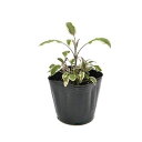 (観葉植物)ハーブ苗 セージ トリカラー 3号(1ポット) 家庭菜園