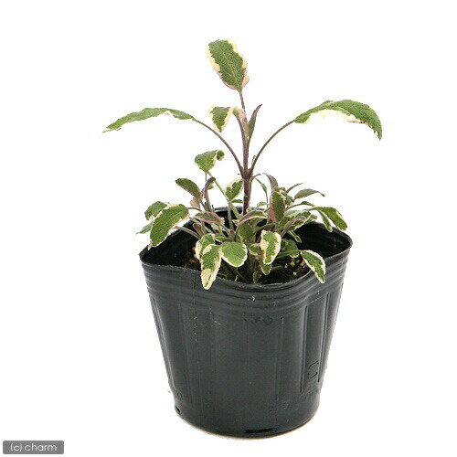 （観葉植物）ハーブ苗　セージ　トリカラー　3号（1ポット）　家庭菜園