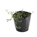 (観葉植物)ハーブ苗 タイム キャラウェイ 3号(1ポット) 家庭菜園 料理