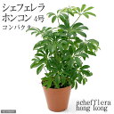 (観葉植物)シェフレラ ホンコン コンパクタ 4号(1鉢)