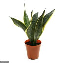 (観葉植物)インテリア サンスベリア 4号(1鉢)