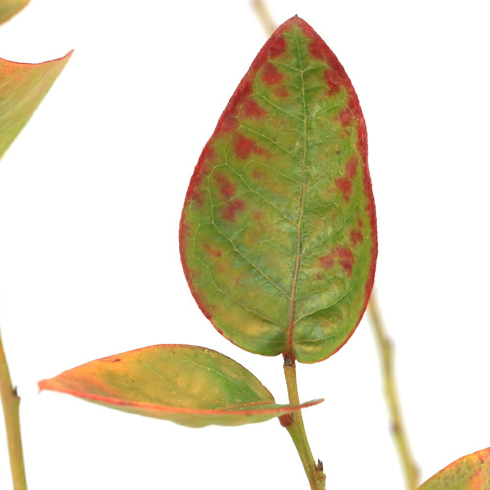 （観葉植物）果樹苗　ブルーベリー　シャープブルー　サザンハイブッシュ系　5号（...