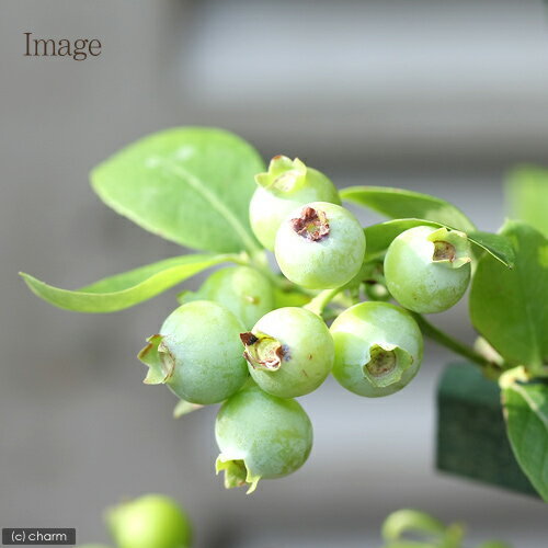 （観葉植物）果樹苗　ブルーベリー　シャープブルー　サザンハイブッシュ系　5号（...