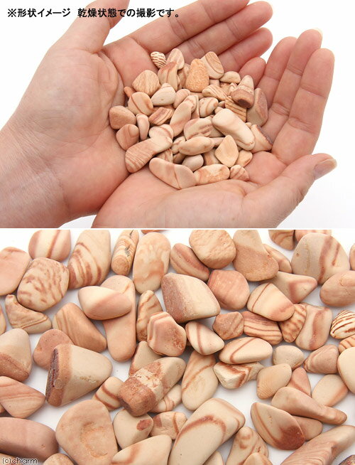 ��������С�SS��������10�����ꡡ�Х��ƥꥢ�������С��٥�������������