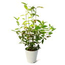 (観葉植物)レモンマートル 5号(1鉢) 家庭菜園