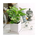 (観葉植物)ポトス 品種おまかせ 陶器鉢植え マットホワイト(1鉢) 受皿付 セラミス 鉢植え おしゃれ 室内 プレゼント