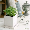 (観葉植物)アロマティカス 陶器鉢植え マットホワイト(1鉢) 受皿付 セラミス 鉢植え おしゃれ 室内 プレゼント