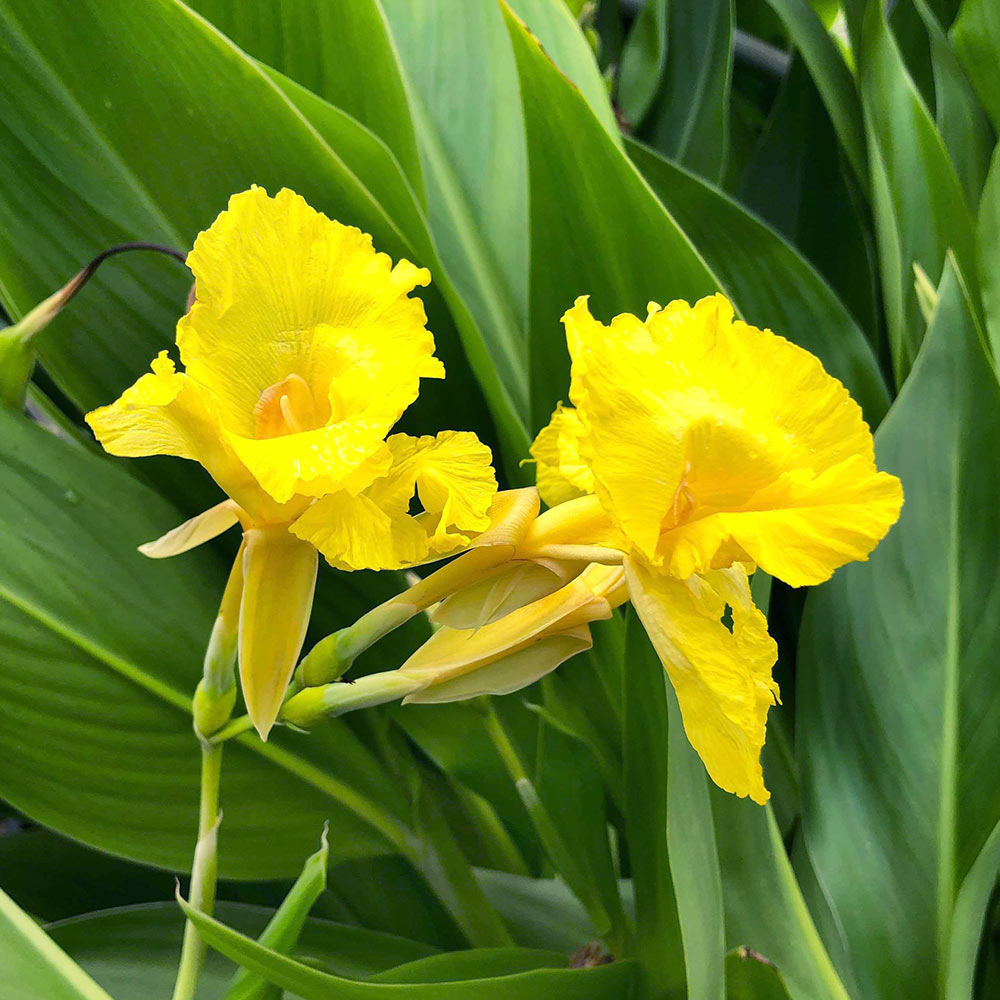 （ビオトープ）水生植物　カンナ　フラッキダ　4号（1ポット）（休眠状態）