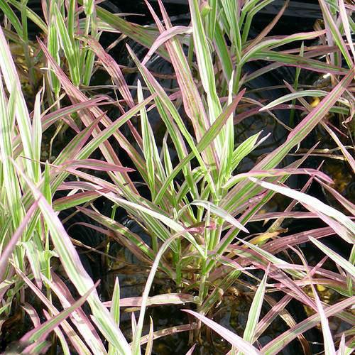 Other Aquatic Plants - （ビオトープ）水生植物　十和田アシ（1ポット）　湿性植物