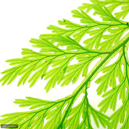 �ʥƥ�ꥦ��˥ϥ��ۥ饴����1�ѥå�ʬ��