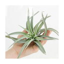 (観葉植物)エアープランツ チランジア ハリシー Lサイズ(1株)