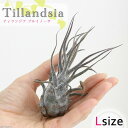 (観葉植物)エアープランツ チランジア プルイノーサ Lサイズ(1株)