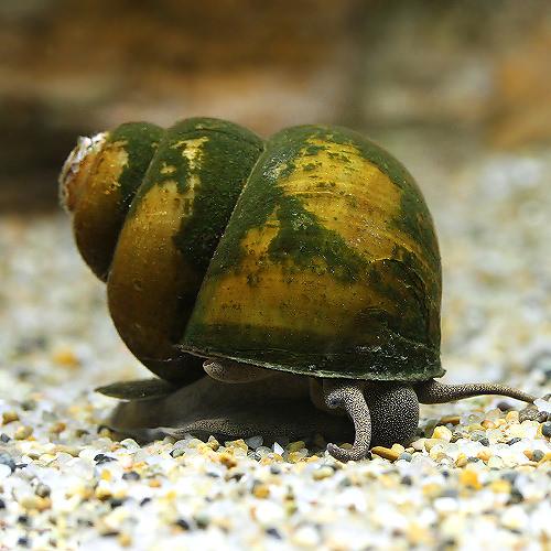 ʥӡ˥ޥ륿˥5ɤˡ̳ƻҶݲ