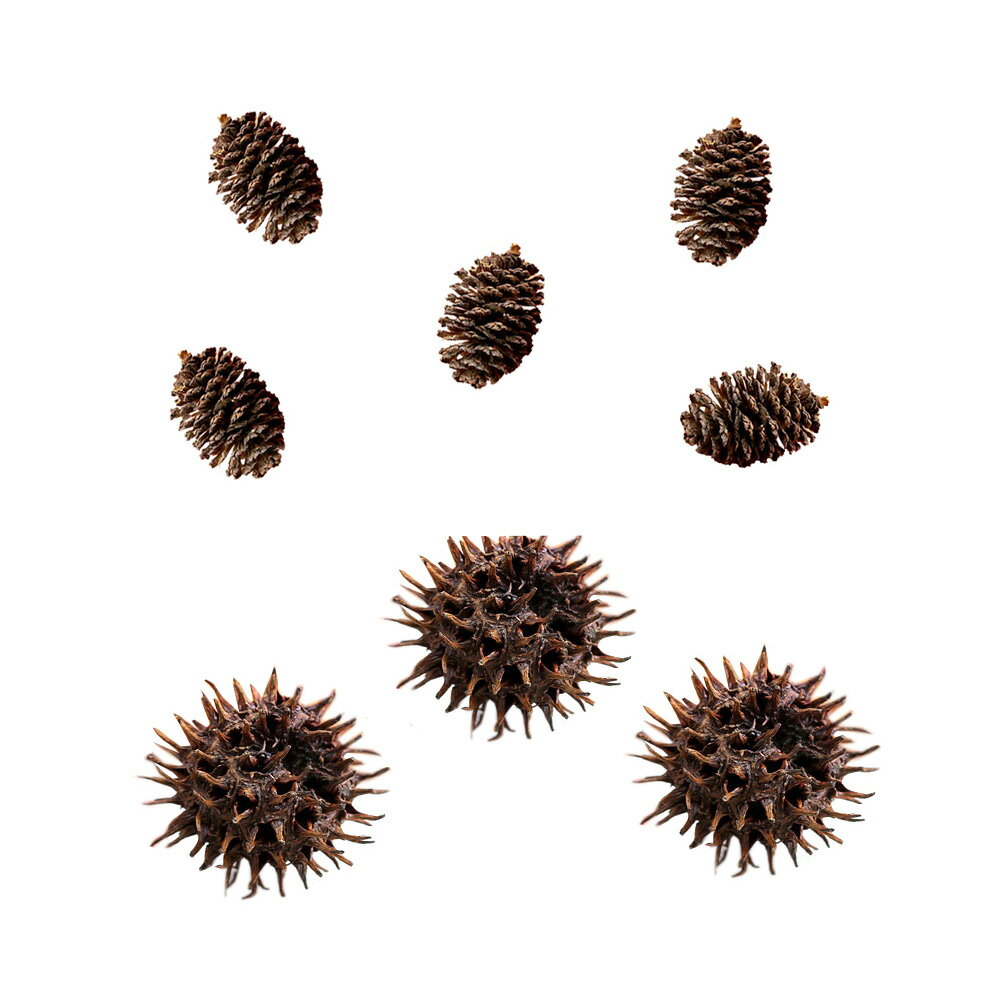 やしゃぶしの実（5個）＋フウの実（3個）　クリスマス　関東当日便