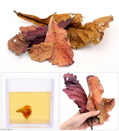 �񻺥���֥��꡼�ա�2�ޡ�10��14������ˡ��ޥ��å��꡼�աʥ��ԥ��ȡ��٥����ӡ�������סˡ�����������