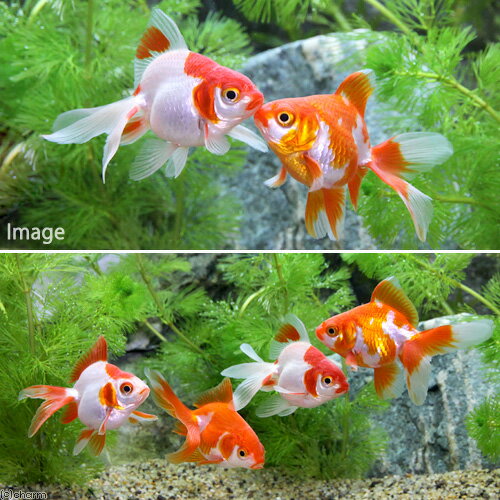 （国産金魚）更紗琉金（1匹）＋キョーリン　ゴールドプロス　50g　セット　本州四...
