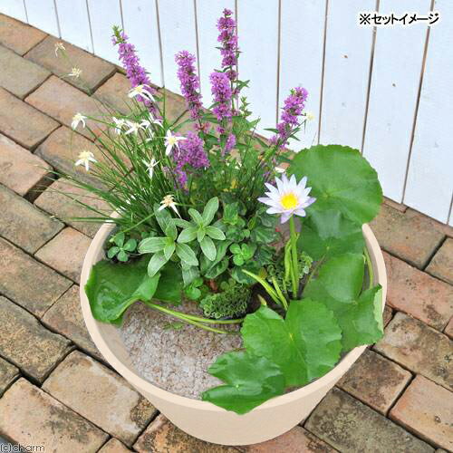 �ʥӥ��ȡ��סˡʤ�����ˤϤ���Ƥ�Ǯ������ϡ���åȡܥ��硼��󡡥�����Υ����������˿��ѡ�40g���������ա��ܽ��͹����