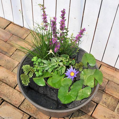 �ʥӥ��ȡ��סˡʤ�����ˤϤ���Ƥ�Ǯ������ϡ���åȡܥ��硼��󡡥�����Υ����������˿��ѡ�40g���������ա��ܽ��͹����