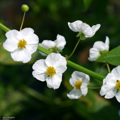 �ʥӥ��ȡ��ס˿�����ʪ���������ꥢ����ƥ��ե��ꥢ��1�ݥåȡˡ���忢ʪ�ʵ�̲���֡�