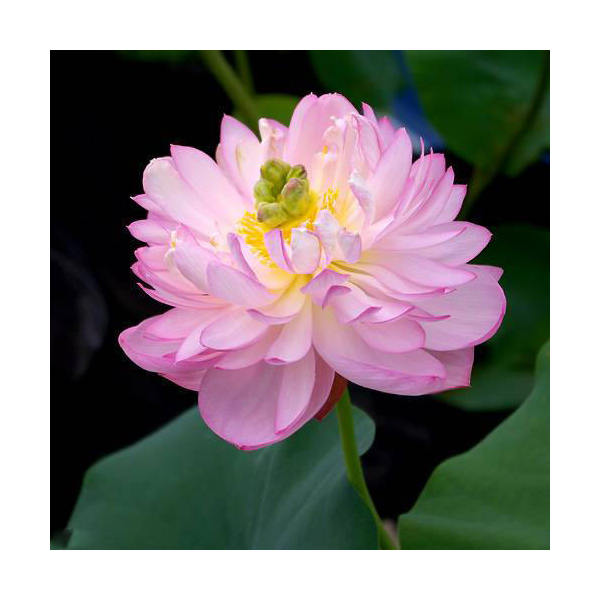 （ビオトープ）蓮　ハス（ピンク）　杏花春雨（キョウカシュンウ）（1ポット）（休眠状態）