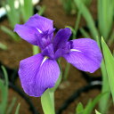 (ビオトープ)水生植物 カキツバタ 多摩川(1ポット)紫花