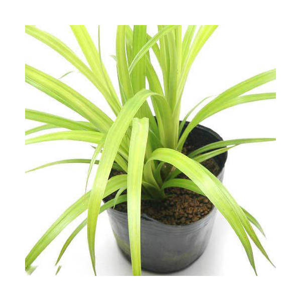 （ビオトープ）水生植物 クグスゲ（1ポット） 湿生植物（休眠状態）