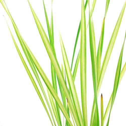 （ビオトープ）水生植物 斑入りコガマ（1ポット） 抽水植物（休眠状態）