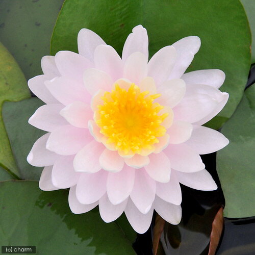 （ビオトープ）睡蓮 温帯性睡蓮（スイレン）（桃） レイ デイビス Ray DavieS （1ポット）（休眠状態）