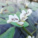 （ビオトープ）水辺植物　キボウホウヒルムシロ（Aponogeton　distachy）　浮葉植物