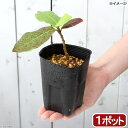 (山野草)盆栽 モモタマナの苗(桃玉菜)3〜3.5号 マジックリーフ