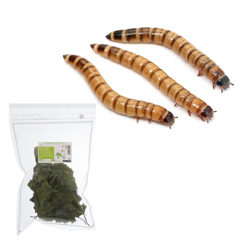 （生餌）ビッグミルワーム（ジャイアントミルワーム） 1kg 栄養強化セット 活餌 本州四国限定