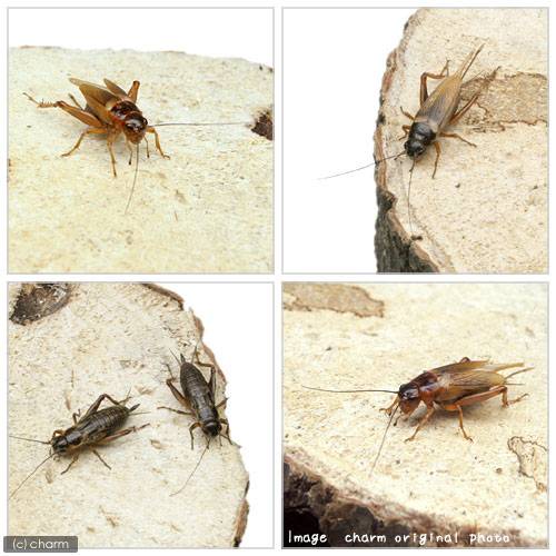 �����¡����¤�����åȡ����������ե��ۥ���M������2�糧�åȡ���10��20����ࡡ��¡��̳�ƻ���彣�Ҷ������ݲ�