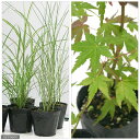 (山野草)秋を感じる草花 もみじ/ススキ 2種セット