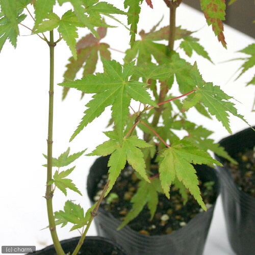 �ʻ�����˽��򴶤�����֡���ߤ�����������2�糧�åȡʵ�̲���֡�