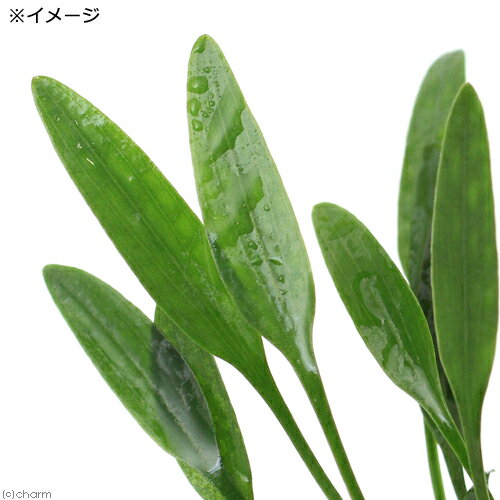 （水草）クリプトコリネ　ルーケンス（3ポット分）