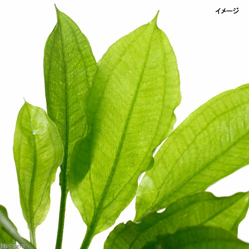 �ʿ���˥��ޥ��󥽡��ɥ֥����ɥ꡼�ա�̵�����ˡ�6����