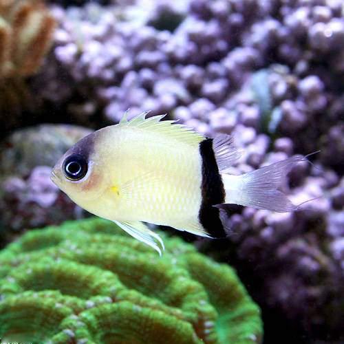 鯛 - （海水魚）クロオビスズメダイ（3匹）　北海道・九州航空便要保温