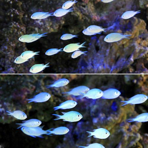 （海水魚）デバスズメダイ Sサイズ（10匹） 北海道・九州航空便要保温