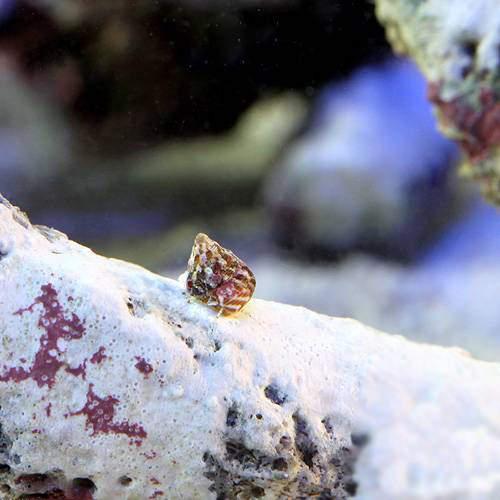 （海水魚）生餌　エサ用小型巻貝（チグサガイ　ミックス）　コケの掃除（10匹）　活餌