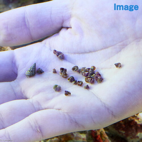 �ʳ�����˻����ݾڤʤ������¡������Ѿ��������ʥ������������ߥå����ˡ��������ݽ���10ɤ�ˡ���¡��̳�ƻ���彣�Ҷ������ݲ�